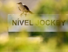 09.07 Corridas &raquo; 09.07 Corridas &raquo; 090125